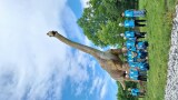 Sovičky mezi dinosaury - DINOLIVE Praha